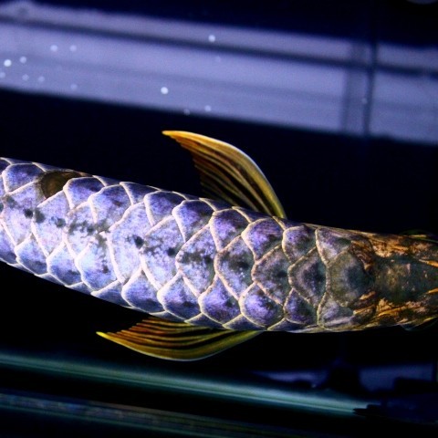 Philippines Blue backed Arowana