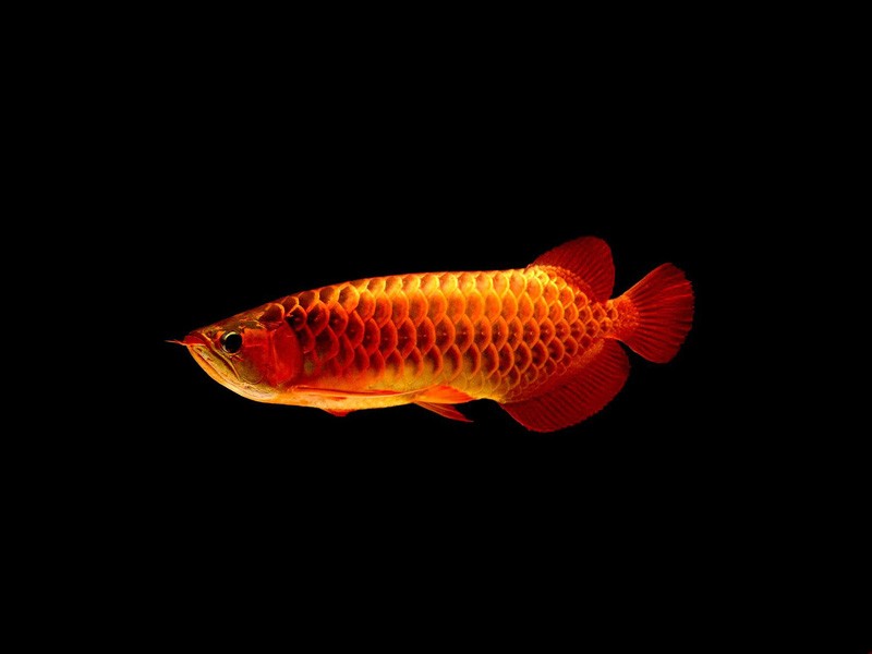 Philippines Red arowana with blue background