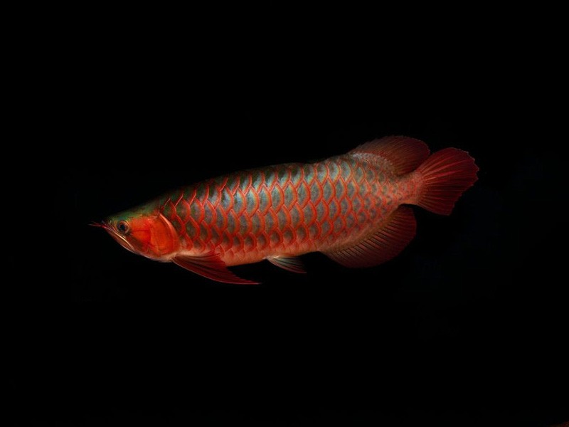 Philippines Red arowana with green bottom