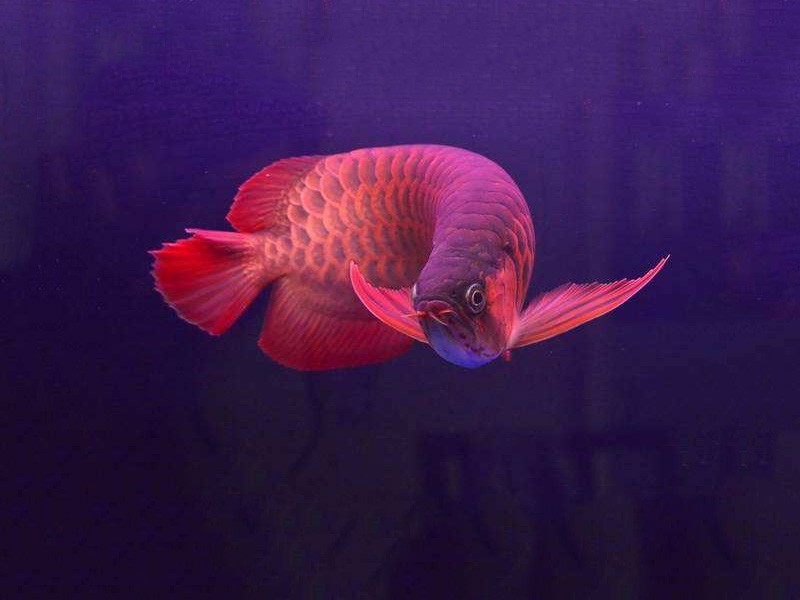 Philippines Chili red arowana 2