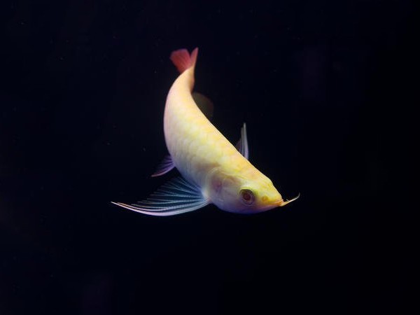 Philippines Albino red Arowana