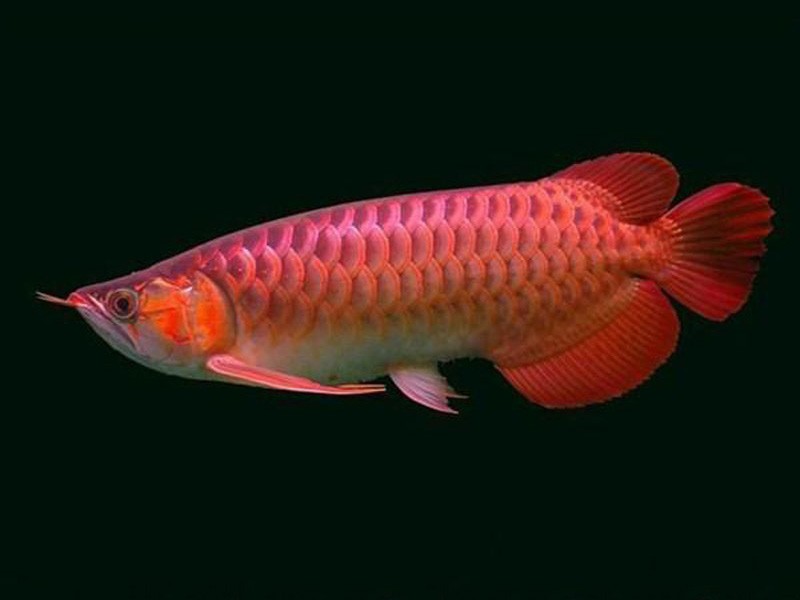 Philippines Chili red Arowana