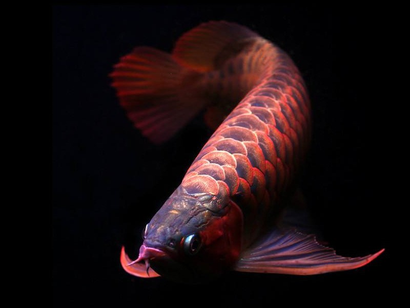 Philippines Orange red Arowana