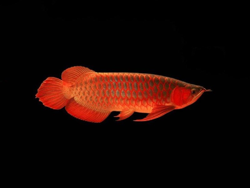 Philippines Red bottom red Arowana