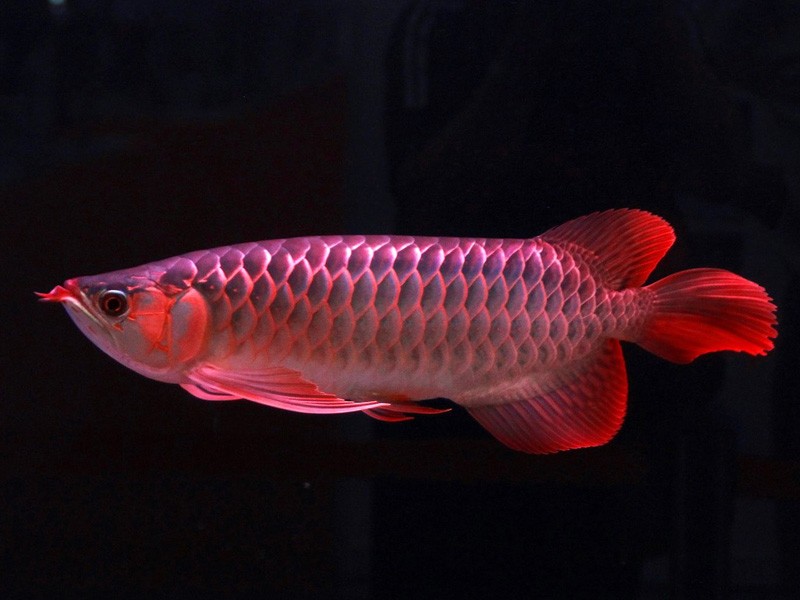 Philippines Great Lake red Arowana